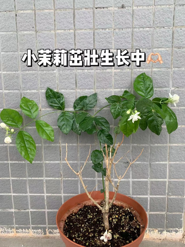 zoty中欧体育官方线路