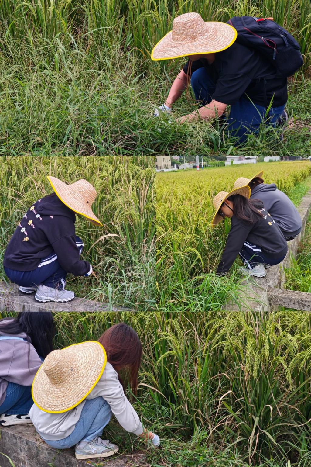 zoty中欧体育互联系统
